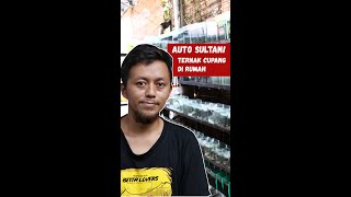 Download lagu AUTO SULTAN! BREEDING BETTA FISH FROM HOME #shorts #bettafish #bettafishbusiness #bettafishselling mp3