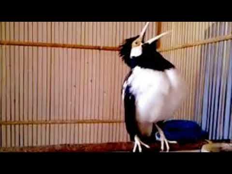 download lagu mp3 mp4 Suara Burung Jalak Suren Full Isian, download lagu Suara Burung Jalak Suren Full Isian gratis, unduh video klip Suara Burung Jalak Suren Full Isian