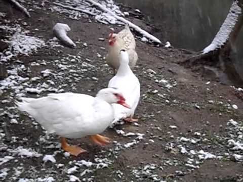 Graten 2.0 Der erste Schnee in diesem Jahr 04.01.2016