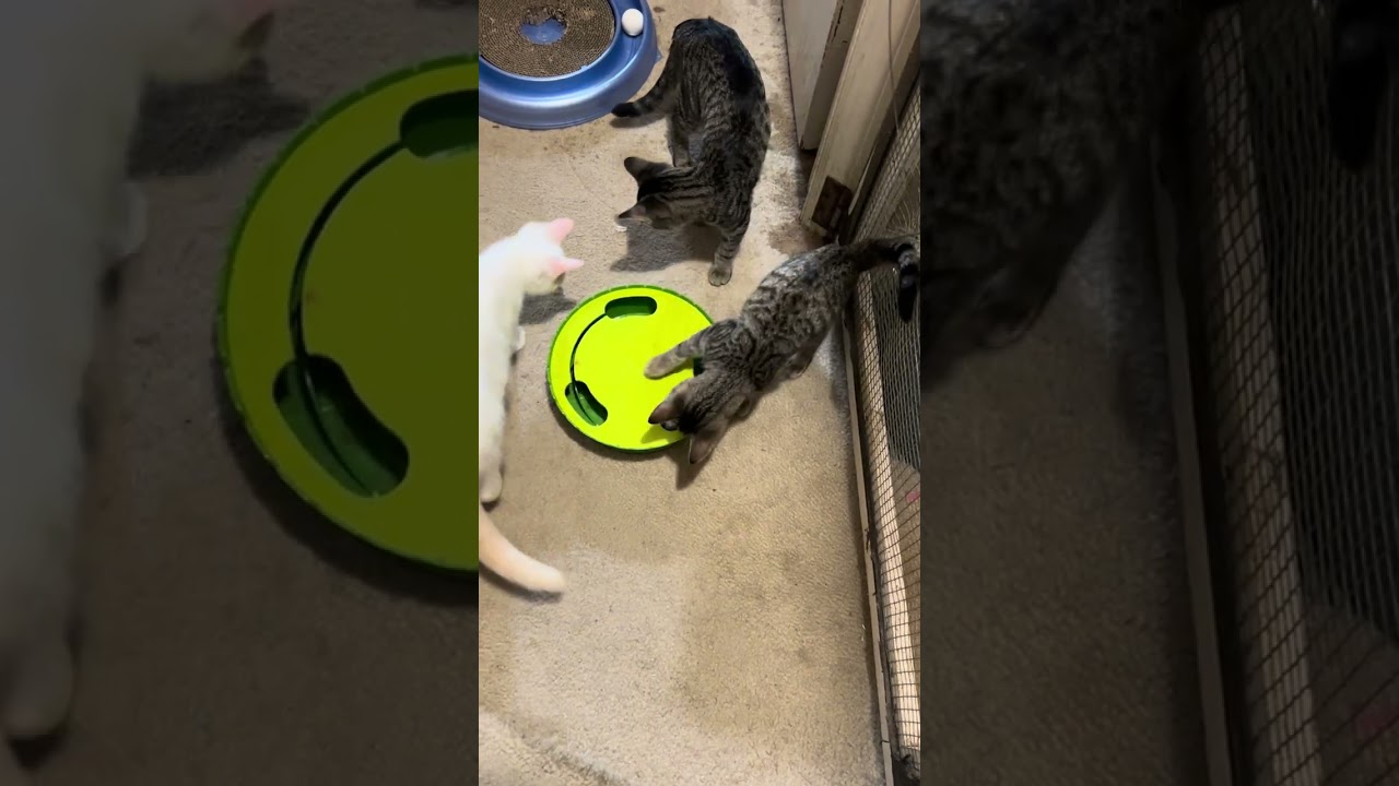 Puff, a ADOPTABLE American Shorthair in Philadelphia, PA video 6/6