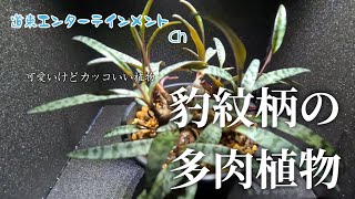 【多肉植物】これも多肉植物？！玉ねぎのような形と豹紋柄のある葉が特徴的な植物