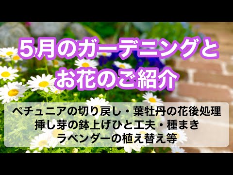 5月の庭に何を植えますか