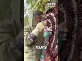 Catching Hornets To Make Hornet Wine
