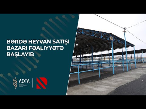 Bərdə heyvan satışı bazarı fəaliyyətə başlayıb