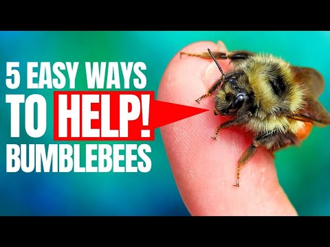5 Simple Ways to Help Bumblebees and Wild Facts You’ll Love!