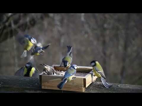 Vinterfåglar inpå knuten 2023