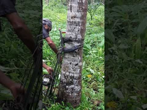 Climbing Up Coconut Tree "Easy & Safe" - India