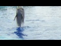 BluBlu , Bébé dauphin Video