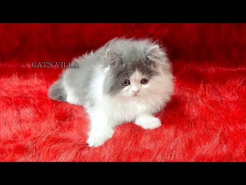 @CV SOHNI MUTIYAR 😍😍 N/A... || PURE PERSIAN KITTEN || LH...