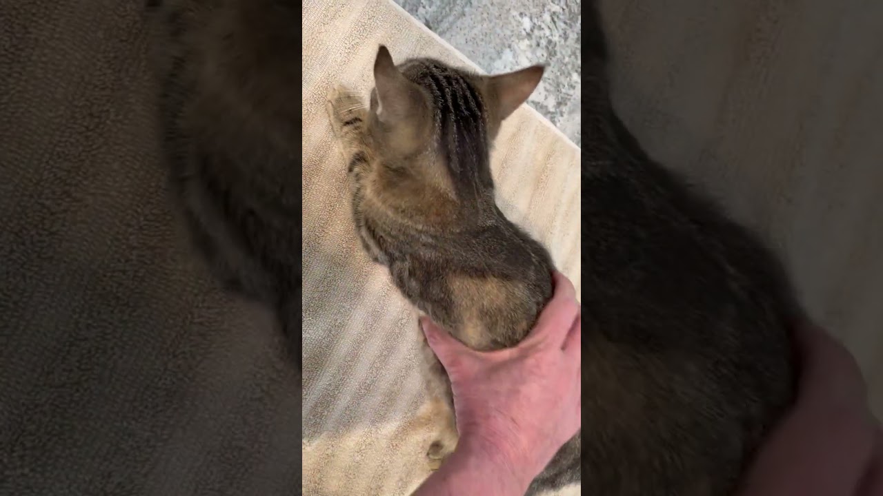Ingrid , a ADOPTABLE Tabby in Eagle Point, OR video 4/4