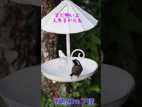 鳥の好きな色は何ですか?巣箱に使うのはどれでしょうか？羽の生えた鳥を惹きつける7つの色合いをご紹介します。  庭園