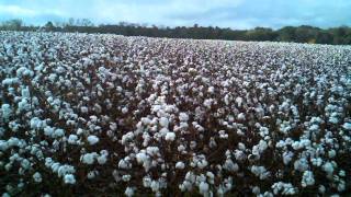 2010 Dryland Cotton Variety Trial Virtual Tour - UGA Thomas County Extension