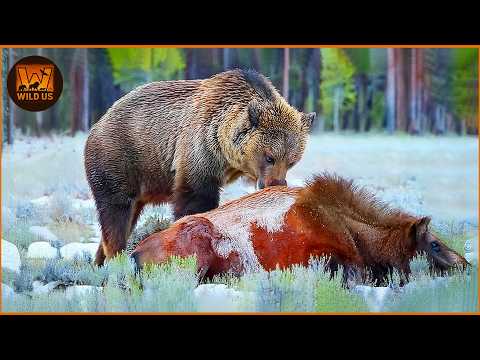 Deadliest Grizzly Bear Attacks Caught on Camera | Wild Animals