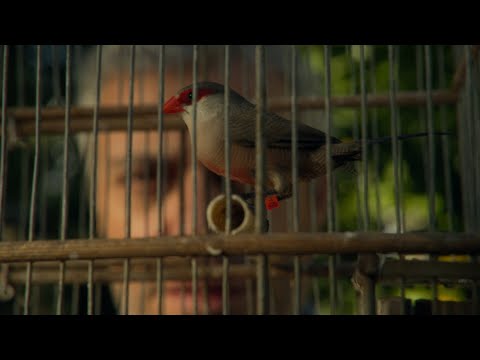 Bandidos do Cante - Já Não Há Pardais No Céu