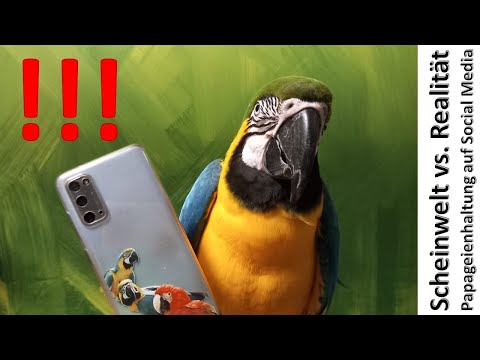 Scheinwelt vs.  Realität - Papageienhaltung auf Social Media: Wieso sehe ich das kritisch?