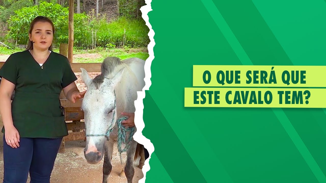 Caso Clínico de Equino: Infecção Respiratória