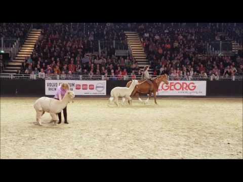 Talina Lorei - Lopaka Ranch - Alpakas auf der Equitana