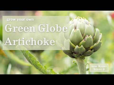 Sow Right Seeds | Green Globe Artichoke