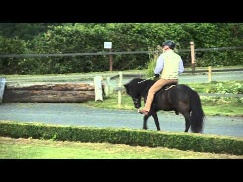 Vild frá Hólum - ehemaliges Verkaufspferd