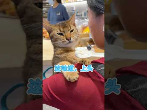 香港Homebake真的是一个宝藏小店，让人回味无穷，唯一缺点就是只有中环和九龙城两家分店。打卡地址；啟德AIRSIDE商场B1樓B132A-B132B #遛猫 #香港生活