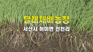 서산 달래재배농장