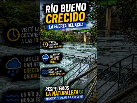 El río Bueno ha crecido | La fuerza del agua #riobueno #regiondelosrios #chile