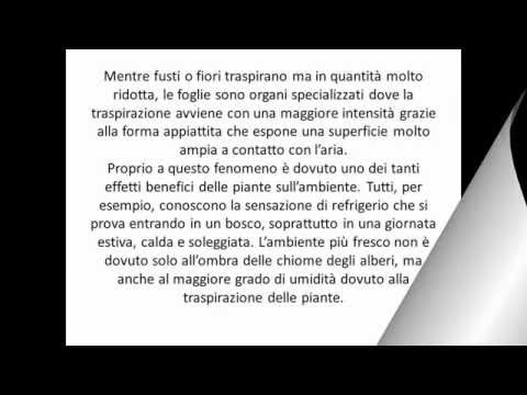 Limpotenza negli alcolisti Aumentare il glande