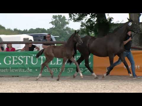 Toedter, Sir Donnerhall-Rotspon-Wolkenstein II