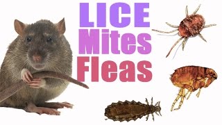 Pet Rat Care- Mites/Lice/Fleas