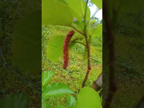 Mulberry Picking a Very Sweet mulberry variety #mindanawonfarmer #mulberryfruit #mulberry