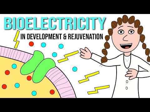 Bioelectricity - the reason we're alive (& therapeutic potential)