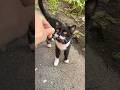 Friendly Tuxedo Cat Meow And Very Hungry