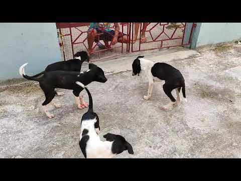 Anshuk Mihika feeding their puppy buddies (2021)