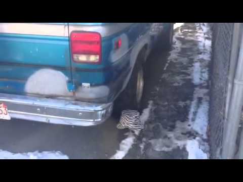 7 Levant st Dorchester Ma - exterior