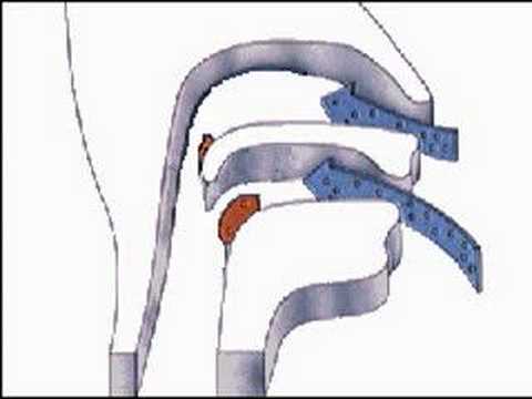 How the Body Works : The Tonsils and Adenoids