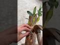 great grafting orchid dendrobium plants with very simple techniques #short #plants #orchid #garden🌱🌱