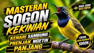 Download lagu WAJIB DICOBA masteran sogon 3 materi || kenari Sambung prenjak || MASTERAN SOGON PALING MUDAH MASUK mp3 Download lagu WAJIB DICOBA masteran sogon 3 materi || kenari Sambung prenjak || MASTERAN SOGON PALING MUDAH MASUK mp3