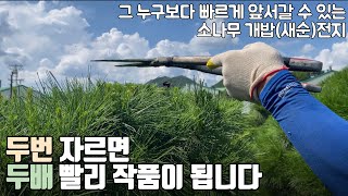 [전원주택 작품으로 2배빨리 만드는] 1년에 개밥(새순)전지 2번하는 노하우, 그 두번째 전지.