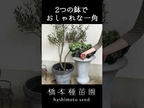 メンテナンスを必要としない鉢植えの屋外植物は何ですか 伝統的なラベンダーコテージガーデン
