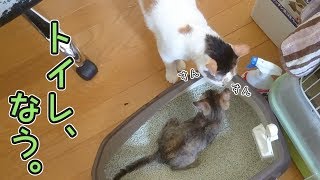 先住猫さんのトイレウォッチング。【れんこま日記 ５】