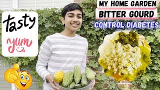 My Home Garden: Harvesting BITTER GOURD!