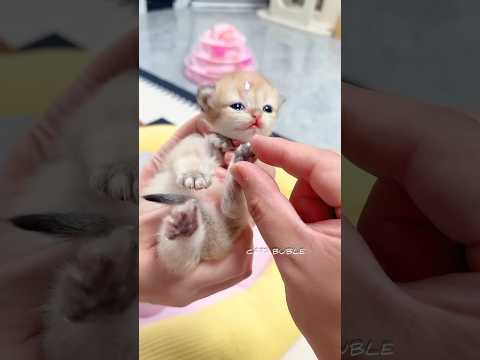 A tiny paw print the cutest culprit 🐱💦