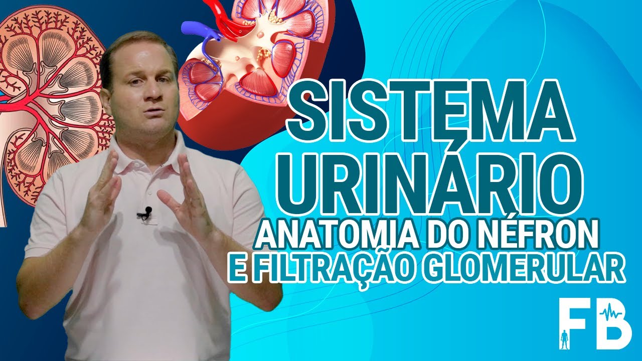 Sistema urinário: Anatomia do néfron e filtração glomerular