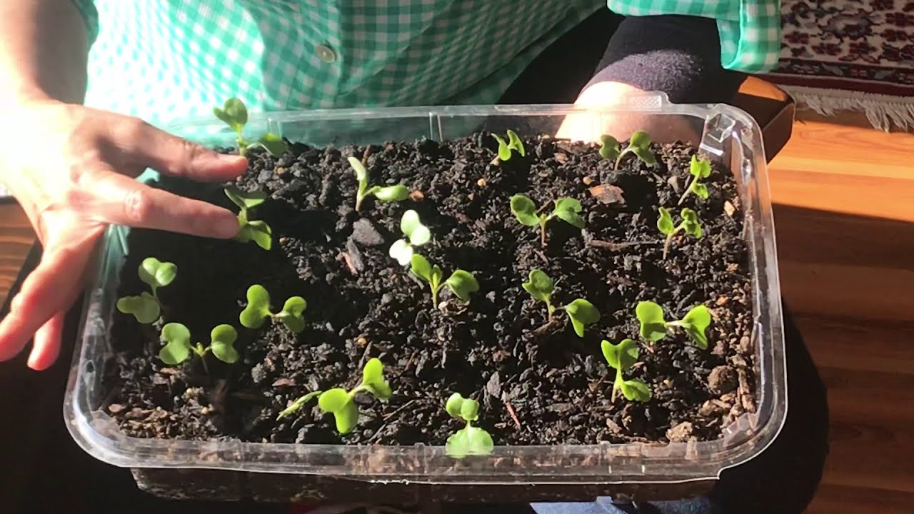 Building a Garden with Indoor Seed Starts | How to Get Started Early the Right Way