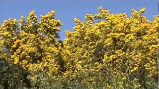 preview picture of video 'Le pays du mimosa en fleur'