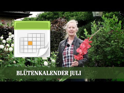 Blütenkalender Juli - Phlox, Monarda, Euodia, Buddleja, Spirea, Dahlie