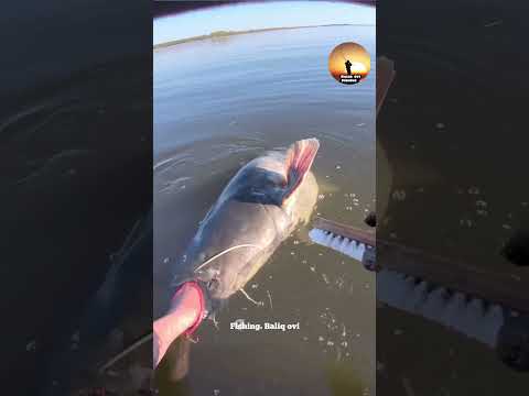 Сом очищен от паразитов  #fishing #рыбалка #instagram #rybalka_s_egerem