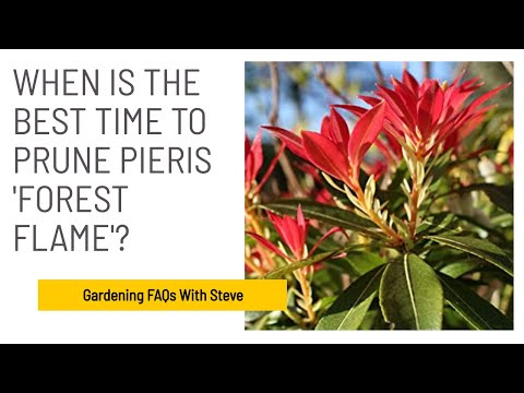 When is the best time to prune Pieris 'Forest Flame'? | Gardening for Beginners
