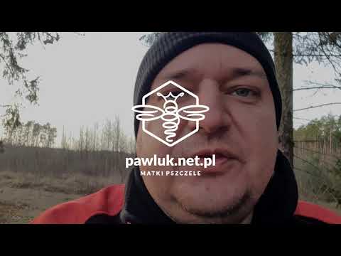Rodziny ojcowskie - dobór trutni - genetyka pszczoły miodnej - pawluk.net.pl matki pszczele 2021