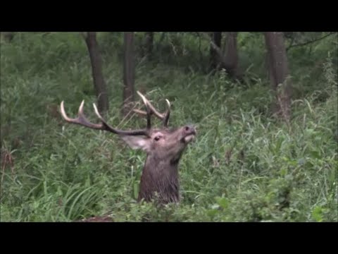 Spotkałem Myśliwych - odcinek 349  Łowiectwo bez tajemnic część 25 Koniec rui, początek rykowiska